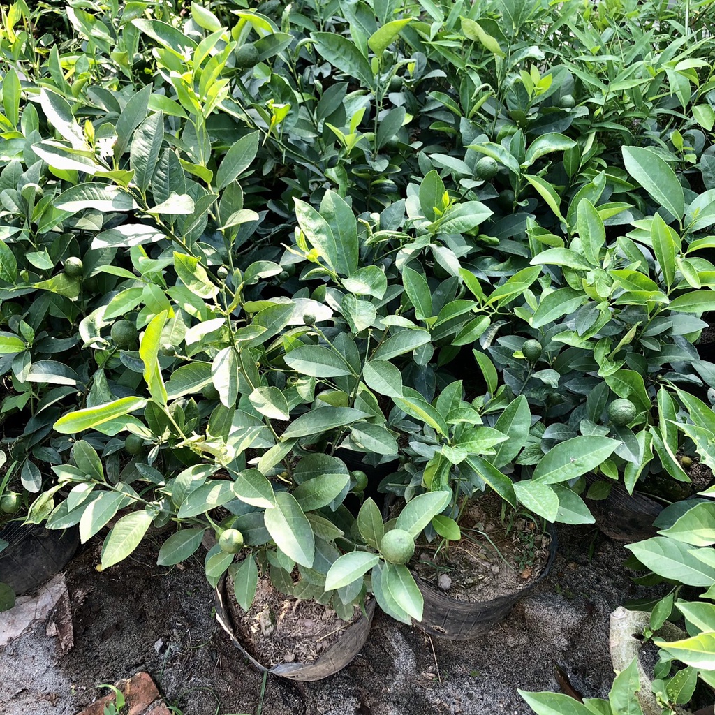 Cây chanh tứ quý - THẾ GIỚI HOA CÂY CẢNH - cao 40-50 cm