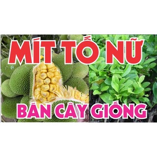 Cây giống mít tố nữ ghép