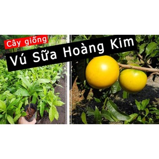 Cây giống vú sữa hoàng kim