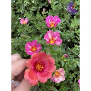 Cành giống hoa sam thái cà rốt màu 31 hoa hậu của hoa mười giờ sam hoa mười giờ bonsai & phụ kiện