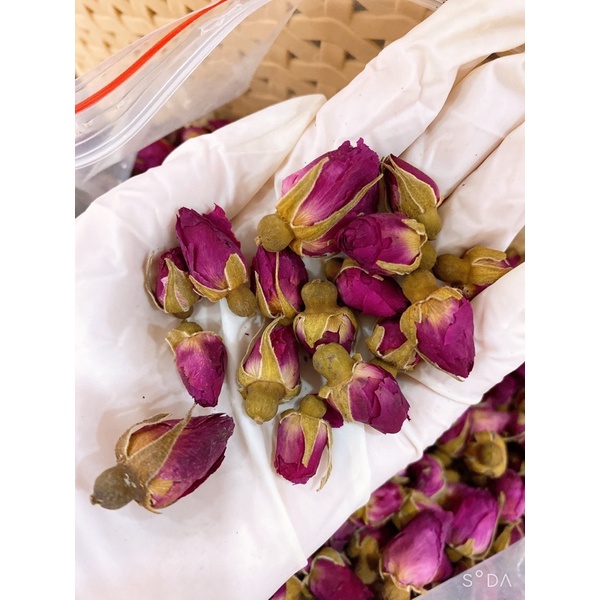 Nụ hoa hồng kép cực thơm Sơn Đông Trung Quốc