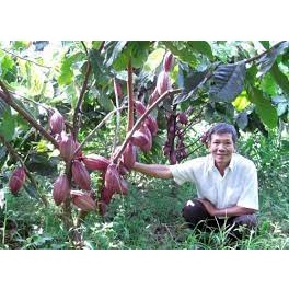 GIỐNG CÂY CACAO