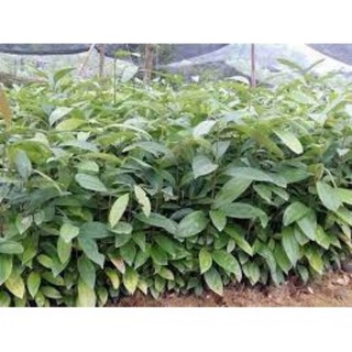 combo 10 cây quế giống