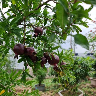 Giống Cây Lựu Quả Tím - Lựu Đen (6 tháng cho trái)