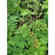 Cây giống Cẩm Lai đỏ ( sản phẩm có bảo hành)