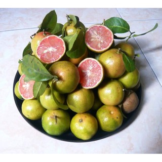 Cây Chanh Đào (Giống Cây Siêu Tốt Chuẩn F1)