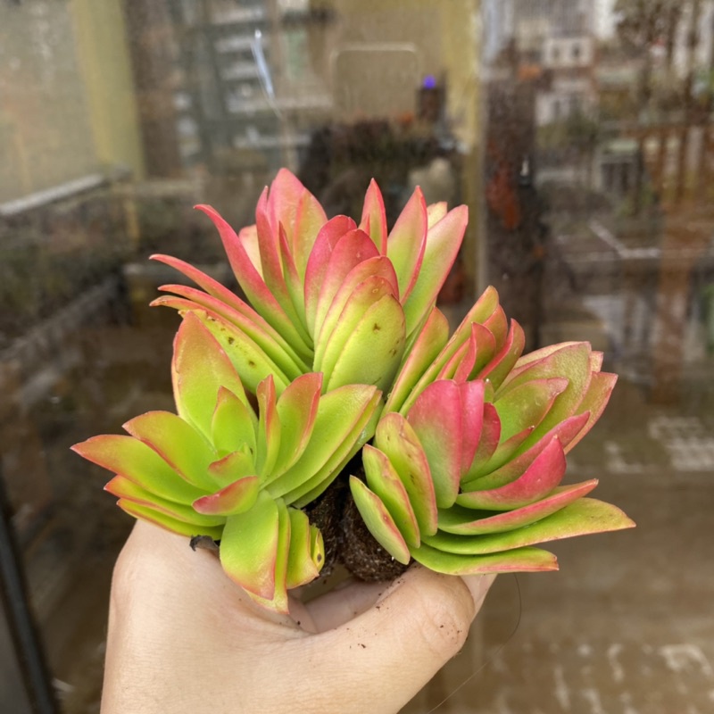 Sen Đá Tứ Phương Mini