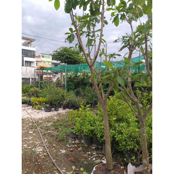 Cây Lộc Vừng cao trên 2m cây y hình