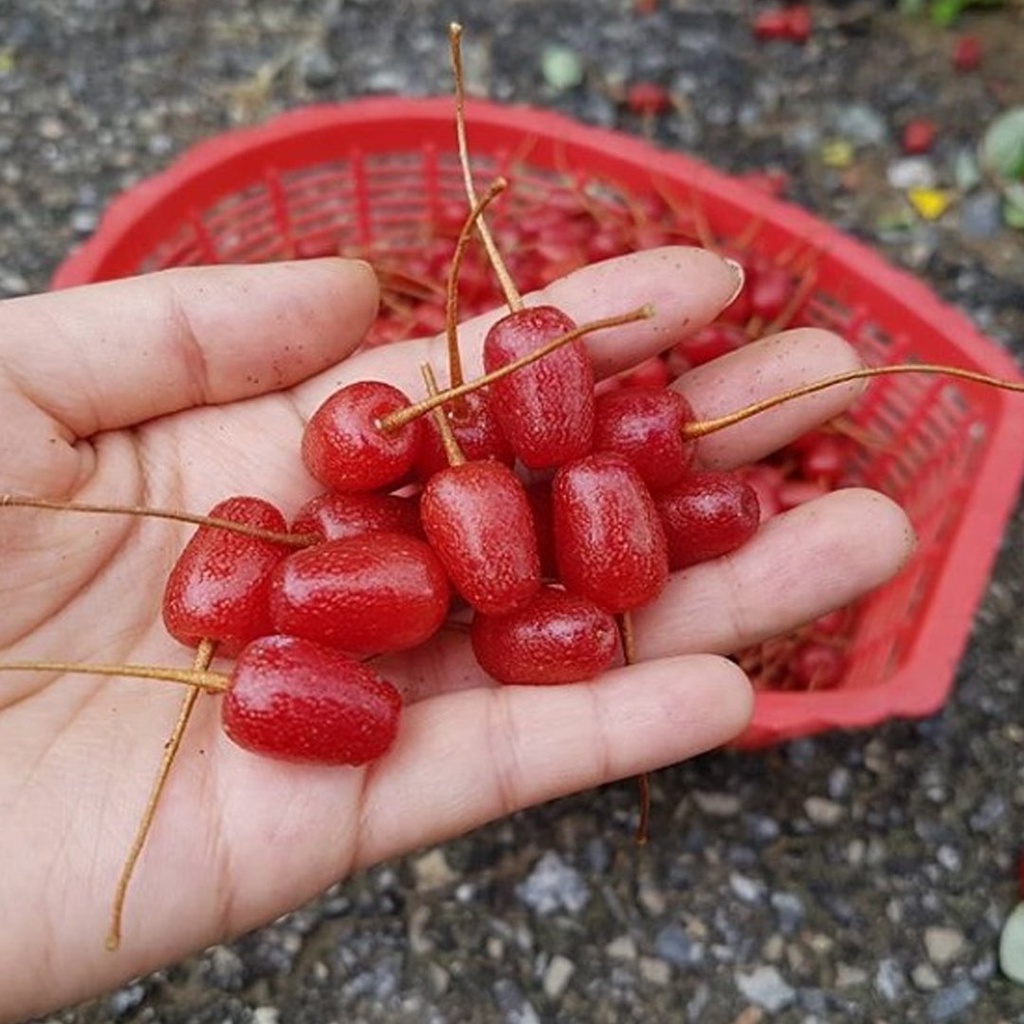 CÂY GIỐNG NHÓT TA.
