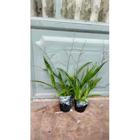 Vũ nữ ngọc nữ đang nụ chi chít như hình chuẩn hoa tết, hoa 1_2 tháng mới tàn