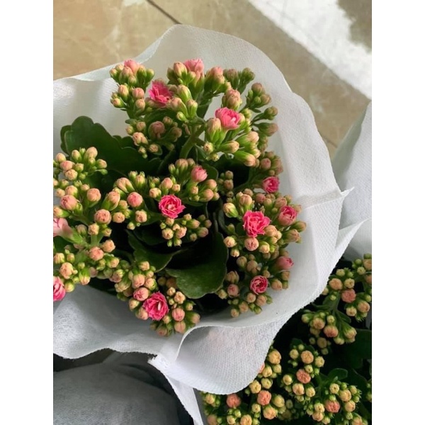 Cây hoa sống đời kép , cây hoa bỏng sai hoa sai nụ