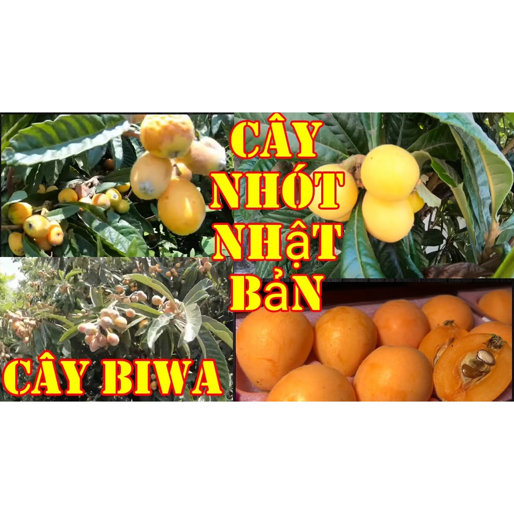 CÂY GIỐNG BIWA (Nhót nhật, Tỳ Bà) NHẬT BẢN