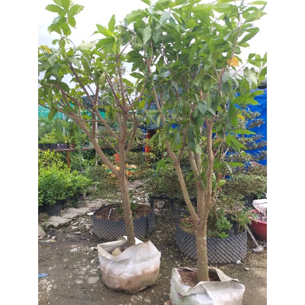 Cây Lộc Vừng cao trên 2m cây y hình