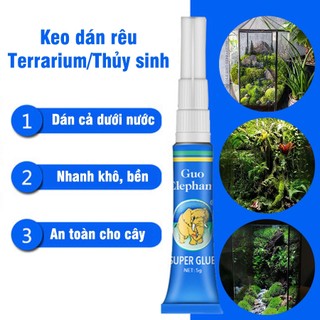 Keo dán rêu Dán lũa| Terrarium dán cây thuỷ sinh