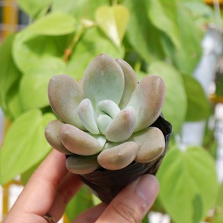 Sen đá sỏi cam hồng lá dài mập hư 1 đổi 1
