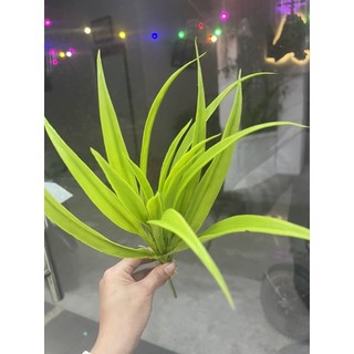 cụm lá dứa
