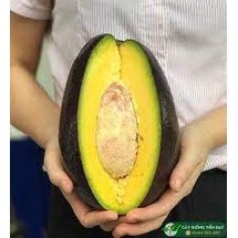 cây giống bơ sáp daklak ( cây to bao khỏe) ( sản phẩm có bảo hành đỏi trả)