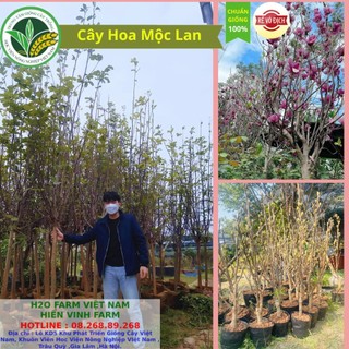 Cây hoa mộc lan, giống hoa mộc lan, hoa mộc lan - chơi tết