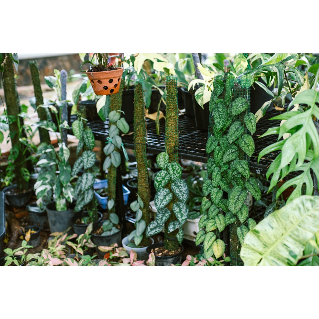 1 Kg phân NPK Nhật 20-20-15 +TE thế hệ mới chuyên dùng cho cây cảnh, rau, hoa kiểng có bổ sung vi lượng - hiệu J-GREE