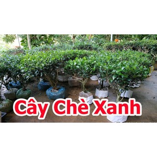 Cây chè giống thái nguyên f1 trà thái nguyên