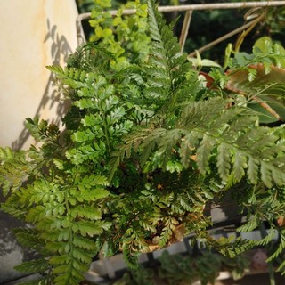 Dương xỉ Pháp (Rabbit fern)