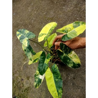 Trầu tỉ phú burle marx var