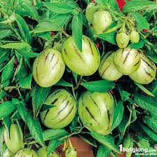 #Hạt_Giống_Dưa_Pepino ( tặng kèm kích mầm )
