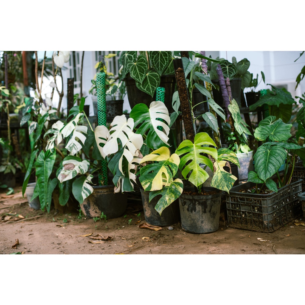 1 Kg phân NPK Nhật 20-20-15 +TE thế hệ mới chuyên dùng cho cây cảnh, rau, hoa kiểng có bổ sung vi lượng - hiệu J-GREE