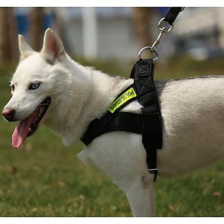 New- Hanpet- Bộ Dây dắt chó lớn kèm Yếm ngực POLICEDOG có phản quang (thường dùng cho chó nghiệp vụ)