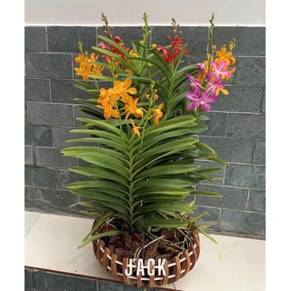 Combo 2 Cây Lan Mokara Màu Đỏ Lớn - [Cây có sẵn nụ hoa]