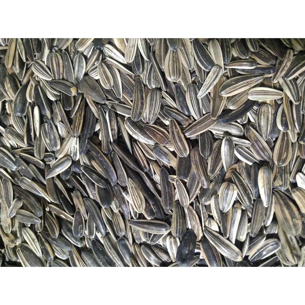 1KG HƯỚNG DƯƠNG LỚN CHO CHIM ,CÁC DÒNG VẸT LỚN