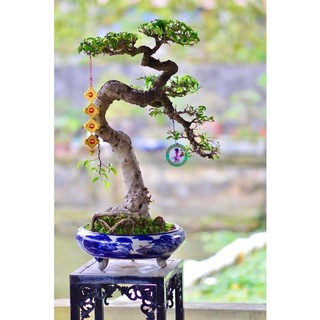 Ang tròn trồng cây bon sai - ang chậu trồng mai vàng - trồng cây bonsai cổ thụ