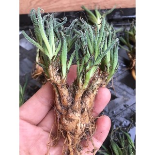 Cây thân thụ lá nhũ dáng bonsai