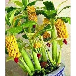 Chuối ăn trái mini làm cảnh hàng giống chuẩn
