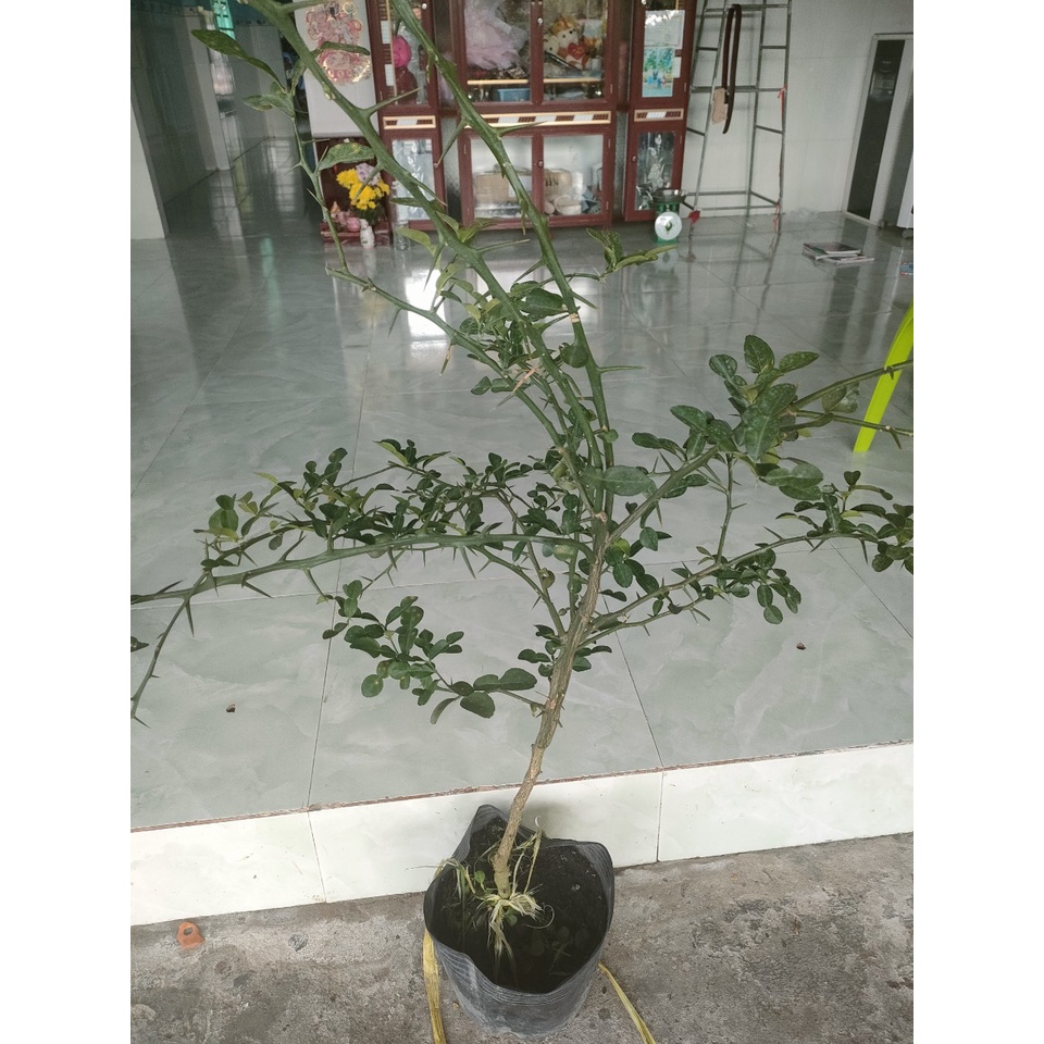 Cây 450k. Hàng xanh khoẻ, cây gần 3 năm, cao tầm 1,1m
