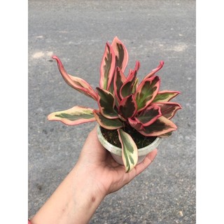 Cây giống trường sinh đỏ