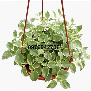 Trầu bà càng cua cẩm thạch Peperomia scandens-thanh lọc không khí-thích hợp văn phòng, nhà ở, sân vườn