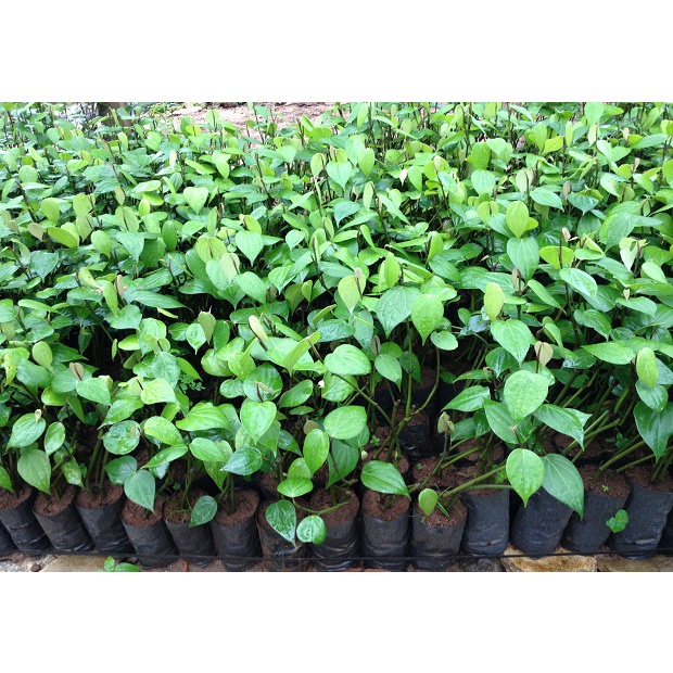 Cobom 5 cây giống Tiêu Vĩnh Linh