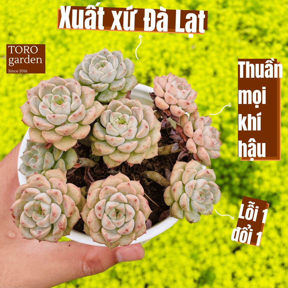 Sen đá diệp hà bụi cổ thụ Đà Lạt size trung bình cây cảnh trang trí nhà cửa Toro garden