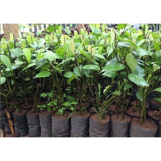 CÂY TIÊU GIỐNG VĨNH LINH (TIÊU ÁC VĨNH LINH)