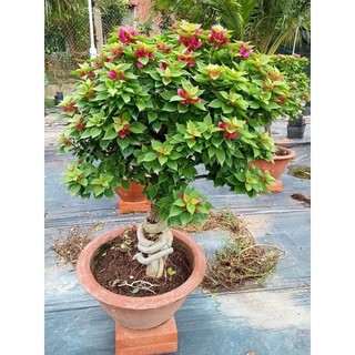 Phôi hoa giấy mỹ