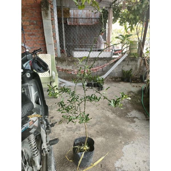 Cây 450k. Hàng xanh khoẻ, cây gần 3 năm, cao tầm 1,1m