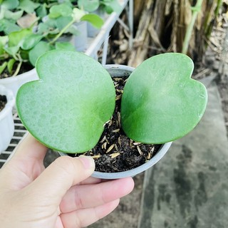 [CÓ SHIP TỈNH] Cây Giống Cẩm Cù Tim