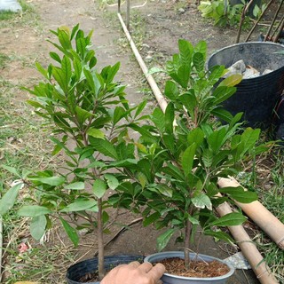 cây thần kỳ giống cao khoảng 40cm