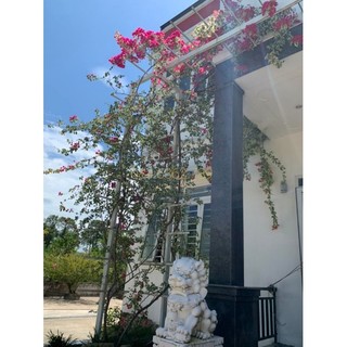 Cây 🌲 Giấy cảm thạch leo rũ...siêu hoa