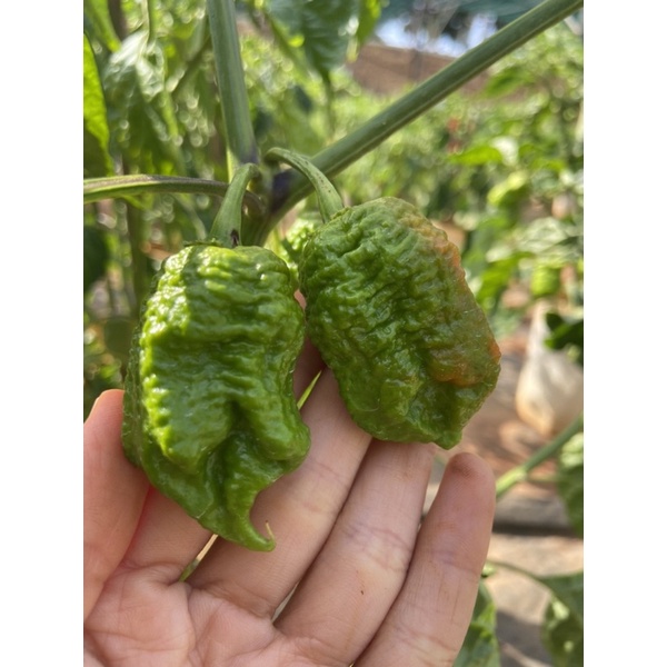 Quả ớt carolina reaper red lá xoăn