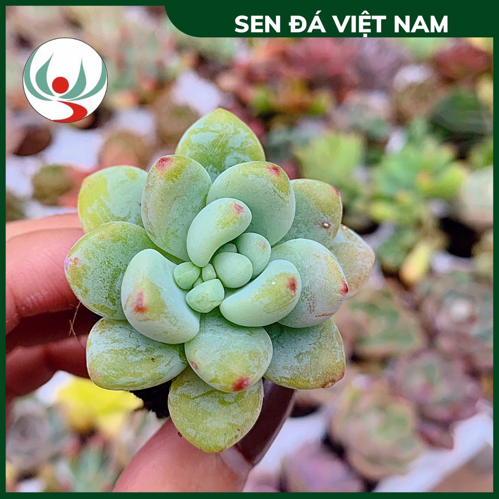 Sen Đá Sỏi Thơm (Sỏi Thiên Thanh), Sen Vỉ Mini size 2,5 - 4cm, Đã Thuần Khí Hậu Miền Bắc Khỏe Đẹp SEN ĐÁ VIỆT NAM