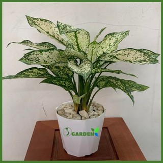 Cây ngọc ngân chậu nhựa, dễ trồng và chăm sóc cây như hình