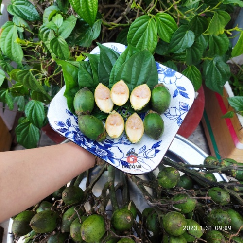 500 gram Lá Trầu Không Tươi - Dùng Xông Mắt, Xông Vùng Kín Cô Bé Rất Tốt