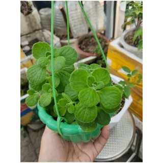 Chậu treo sen thơm mini
